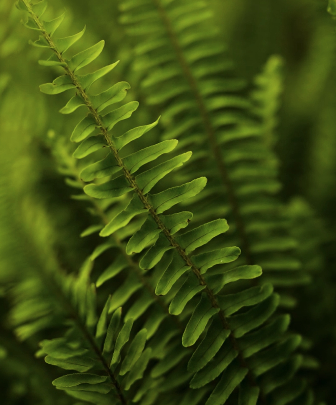 Green Plants at Villas by Noor