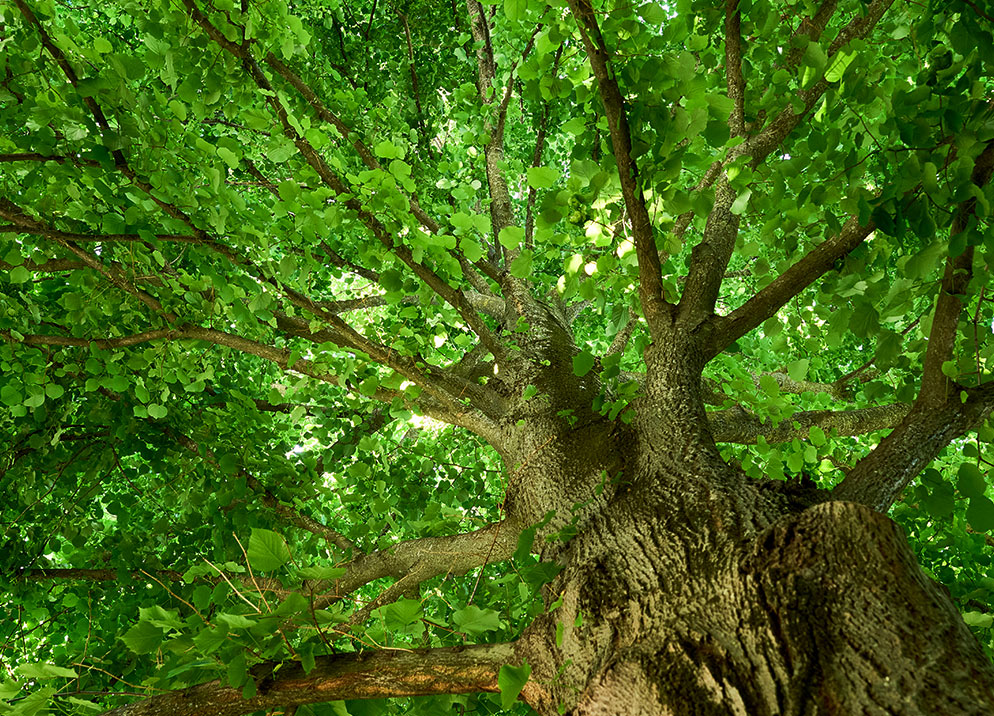 diverse and inclusive